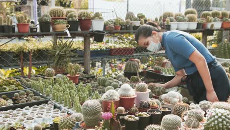 una mujer asiática enmascarada examina una mesa de cactus en una tienda de viveros y invernaderos