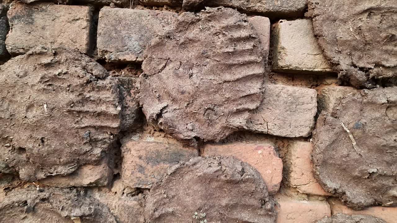 pasteles de estiércol de vaca o gobar upla.