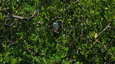 Visto-Dentro-Del-Manglar-Mientras-La-Cámara-Se-Aleja-Durante-Un-Día-Ventoso,-El-Martín-Pescador-De-Collar-Todiramphus-Chloris,-Tailandia