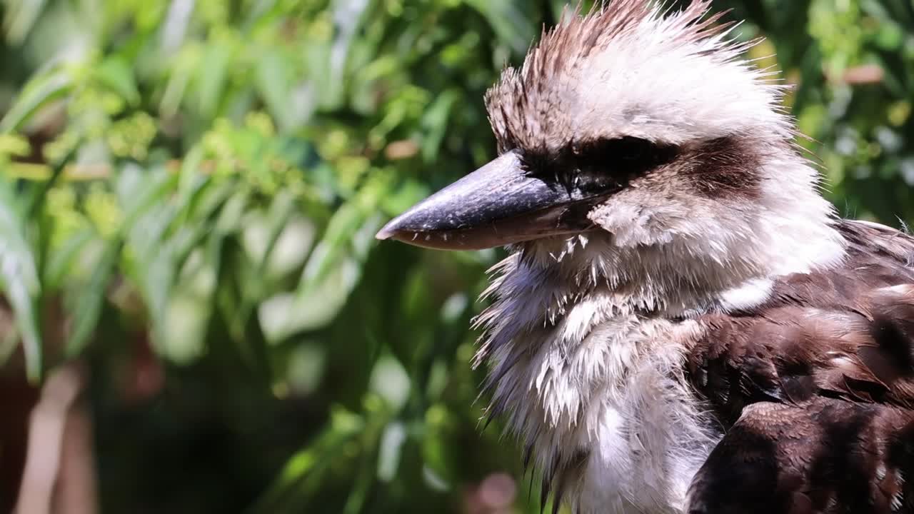 Un primo piano dettagliato di un uccello kookaburra che si guarda intorno su uno sfondo verdeggiante