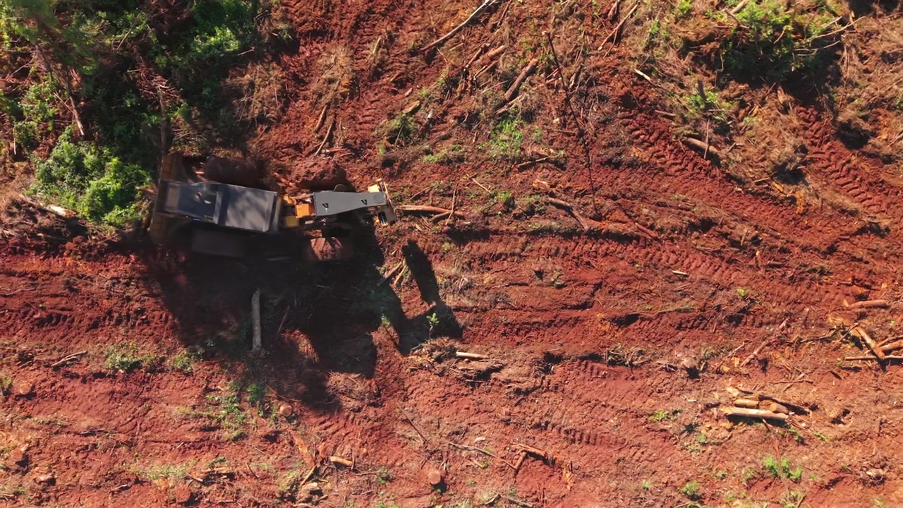Top-down drone view descending towards heavy bulldozer clearing timber debris and red dirt for pine tree planting under sunny afternoon. Shot on 4K at 24 fps.