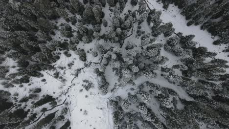 Bosque-Nevado-Montaña