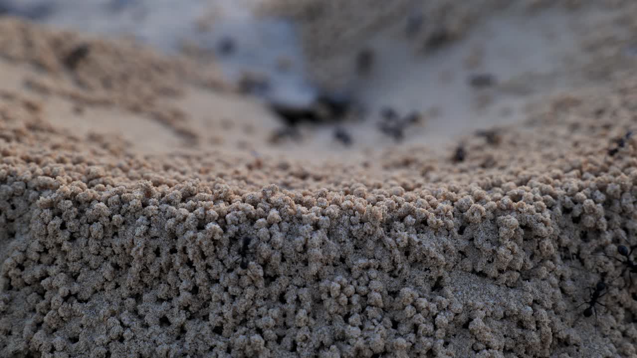Ant Building a Nest in Sand: Fascinating Close-Up of Nature's Architecture