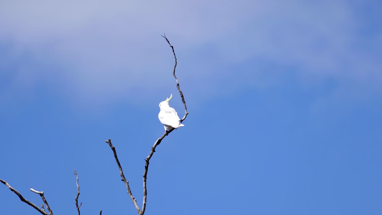 카카투는 나무 가지에서 앉아서 관찰합니다.