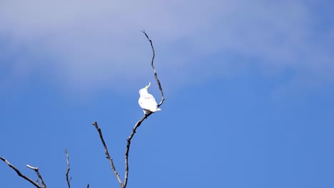 la cacatúa se sienta y observa desde una rama del árbol.