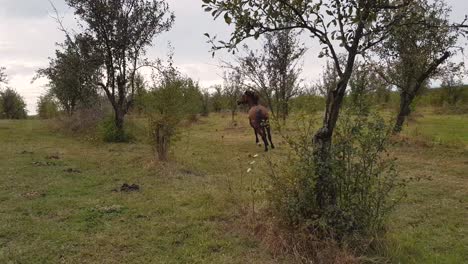 Caballo-Joven-Corriendo-Entre-árboles-En-El-Jardín-De-Ciruelas,-Omurtag,-Bulgaria---29-De-Septiembre-De-2018