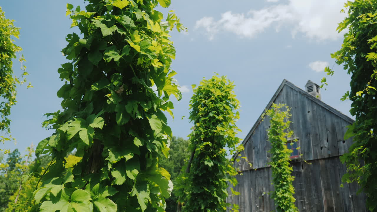 홉 농장은 특수 포스트 주변에서 자랍니다 - 양조 원료