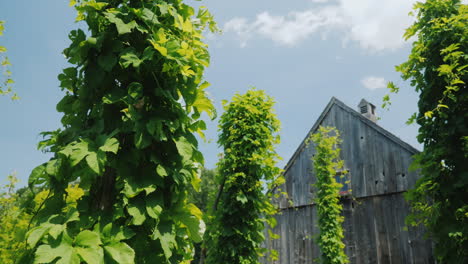 Hopfenfarm-Wächst-Um-Besondere-Pfähle---Braurohstoffe