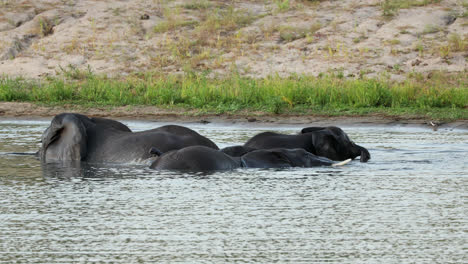 watch as a herd of african elephants bathes and splashes in the river, enjoying a warm afternoon in sabi sands, south africa. witness their social interactions and playful behavior.
