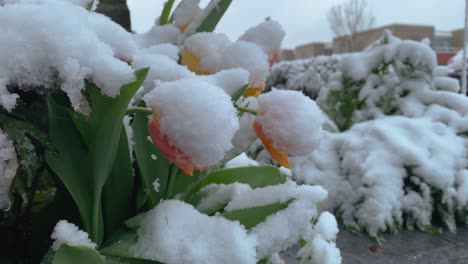 春季的花朵被意外降雪所覆蓋