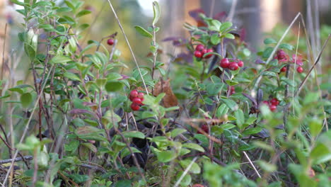 lingonberries in northern forest, close dolly pan