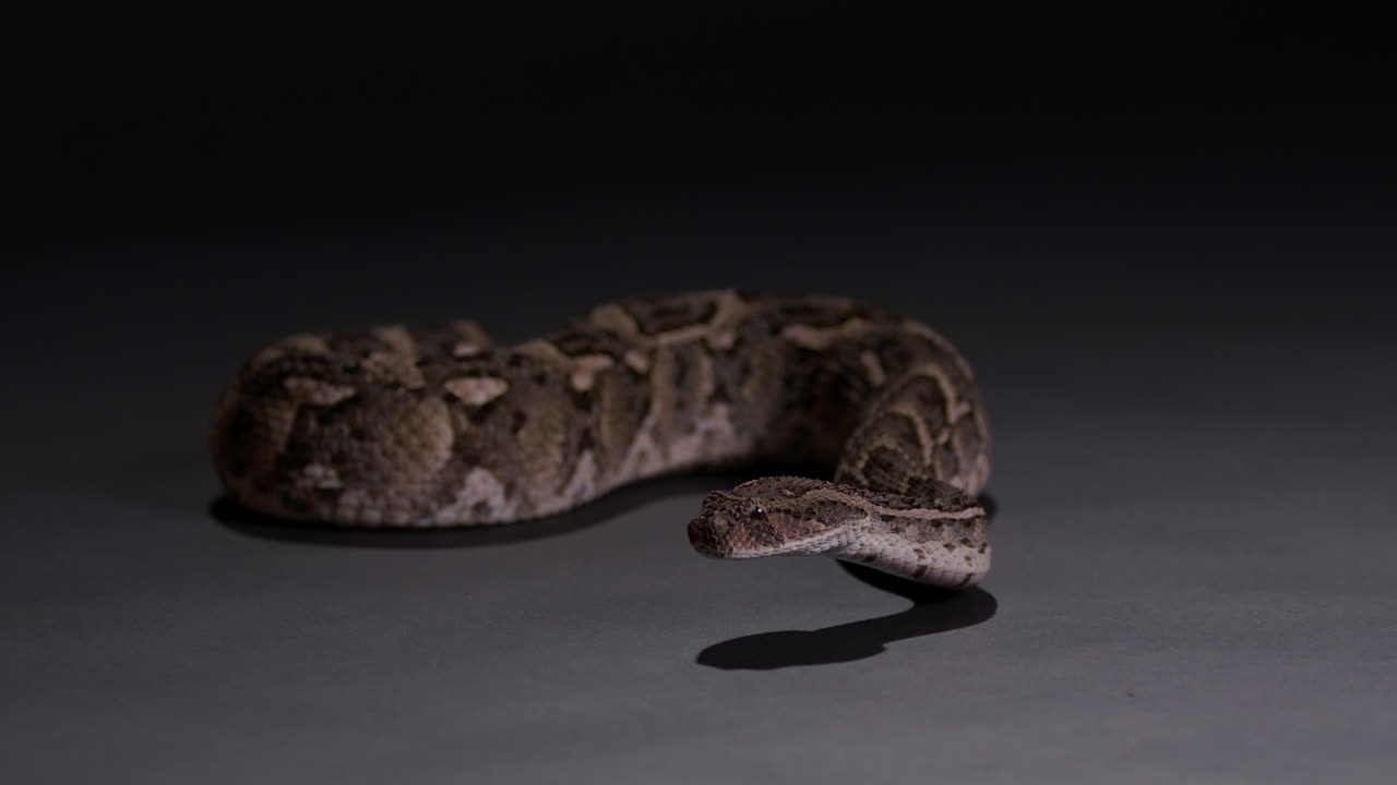 serpiente adicta aislada en fondo gris por la noche - mirando hacia la cámara