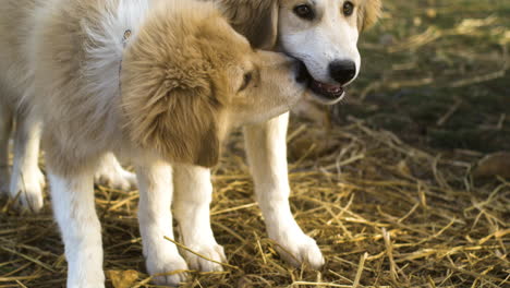 two playful puppy dogs with golden hair playing outside in slow motion, day