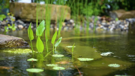 Regentropfen,-Die-Während-Der-Regenzeit-Auf-Den-Teich-Mit-Wasserpflanzen-Fallen---Malerische-Aussicht---Nahaufnahme