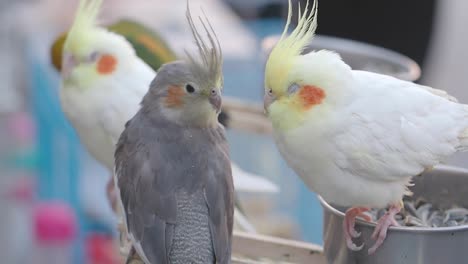 three cockatoos