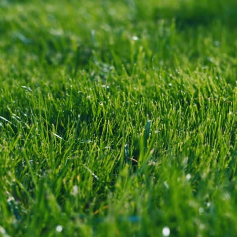 background of well-groomed green lawn 1