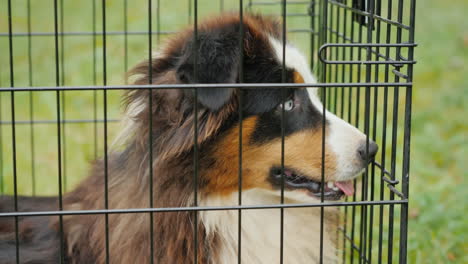 dog in dog cage