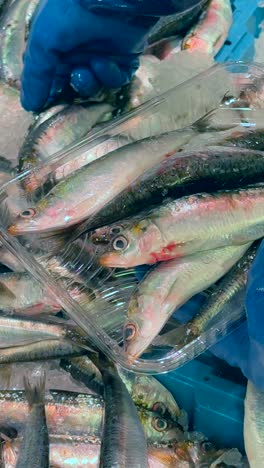 fresh sardines in a plastic container at a market