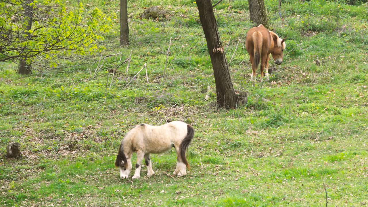 말 들 이 시골 에 있는 초록색 들판 에서 풀 을 잡고 있다