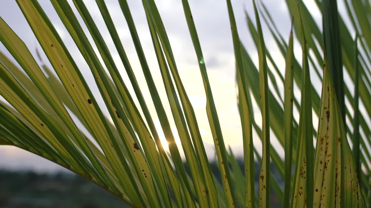Sun Rays Shine Through Palm Leaf Fronds in Slow Motion