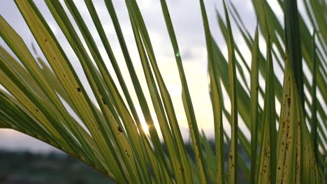 los rayos del sol brillan a través de las hojas de palma en cámara lenta