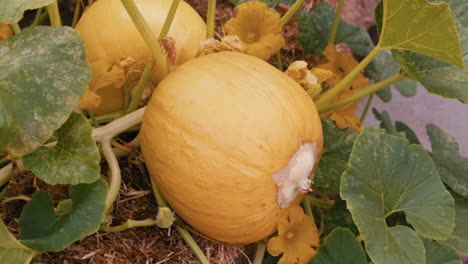 static wide of pumpkin on the ground in a home garden