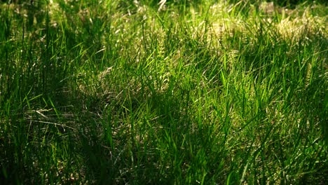 plusieurs plans d'herbe verte au coucher du soleil