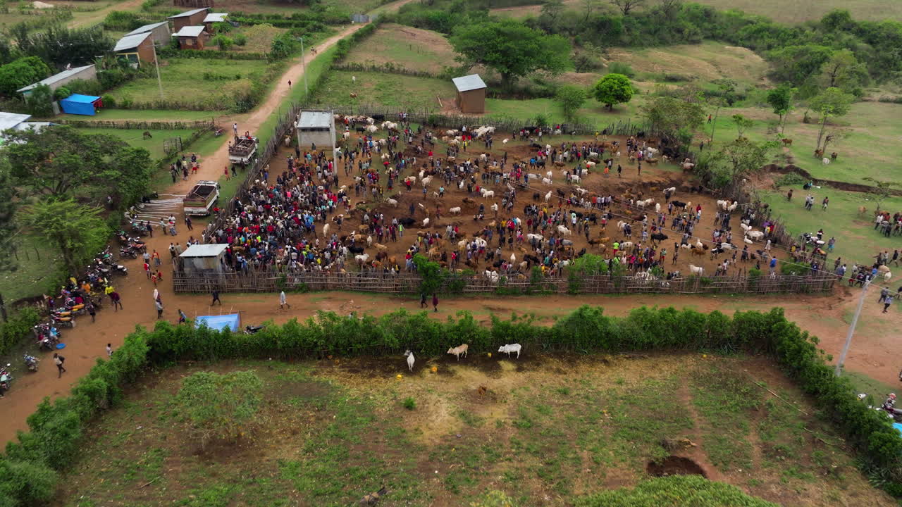 Tribal people trading goats and cows in Kako - drone view