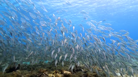 bola de cebo en el arrecife de coral en el mar del caribe alrededor de curacao