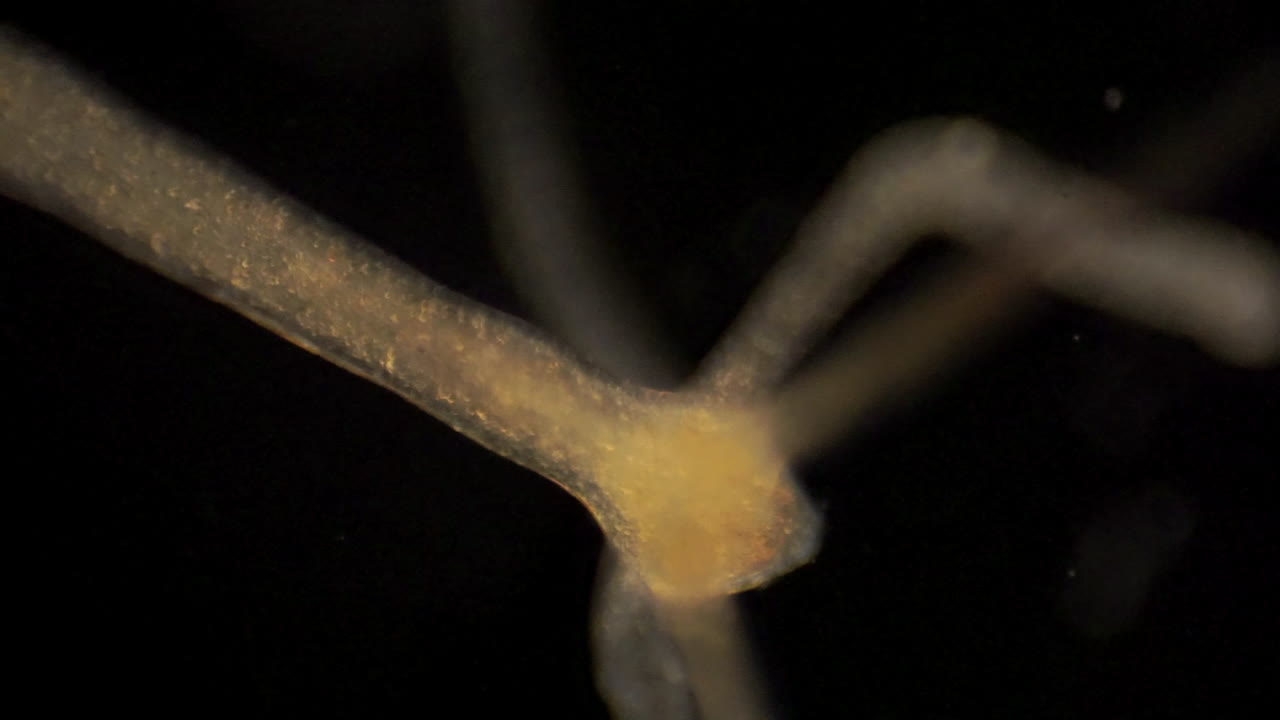 микроскопическая гидра двигает щупальцами, чтобы поймать добычу