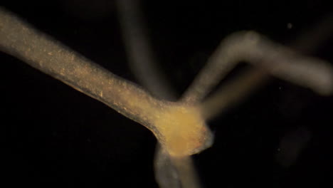 microscopic hydra moves its tentacles to catch prey