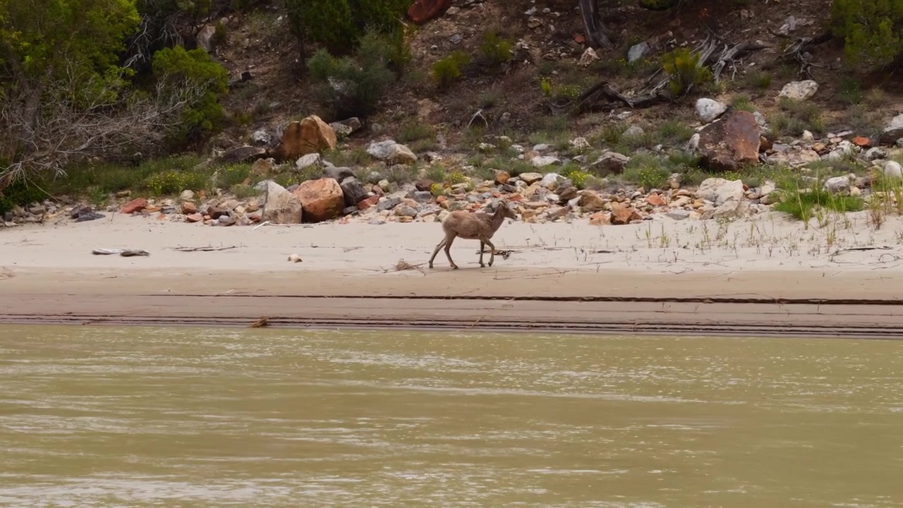 Bighornfår står på sandet flodbred langs Yampa-floden i Colorado