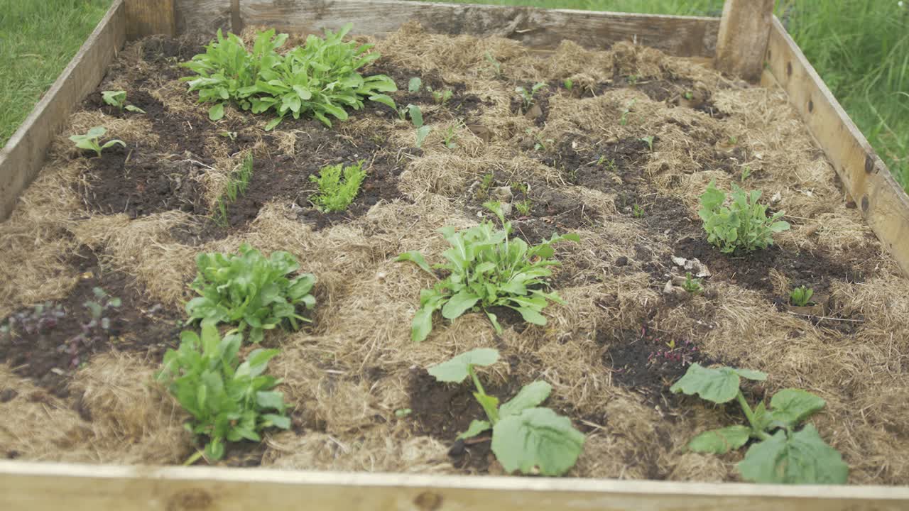 lecho de jardín elevado plantado con diferentes variedades de plantas vegetales