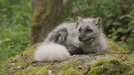 Polarfuchs-(Vulpes-Lagopus),-Auch-Bekannt-Als-Weißfuchs,-Polarfuchs-Oder-Schneefuchs.-Lebt-In-Den-Arktischen-Regionen-Der-Nördlichen-Hemisphäre-Und-Ist-In-Der-Gesamten-Arktischen-Tundra-Verbreitet.