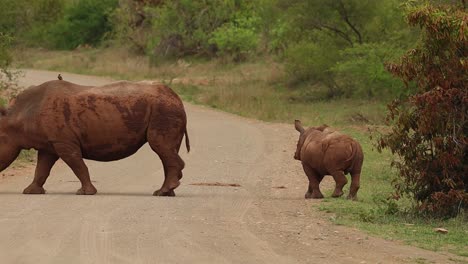 a mother white rhino and her calf crossing the road and walking out the frame