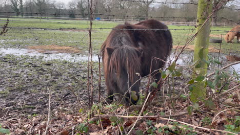 Medium-wide-shot-of-a-brown-Shetland-pony-in-a-field-on-a-winters-day-eating-grass