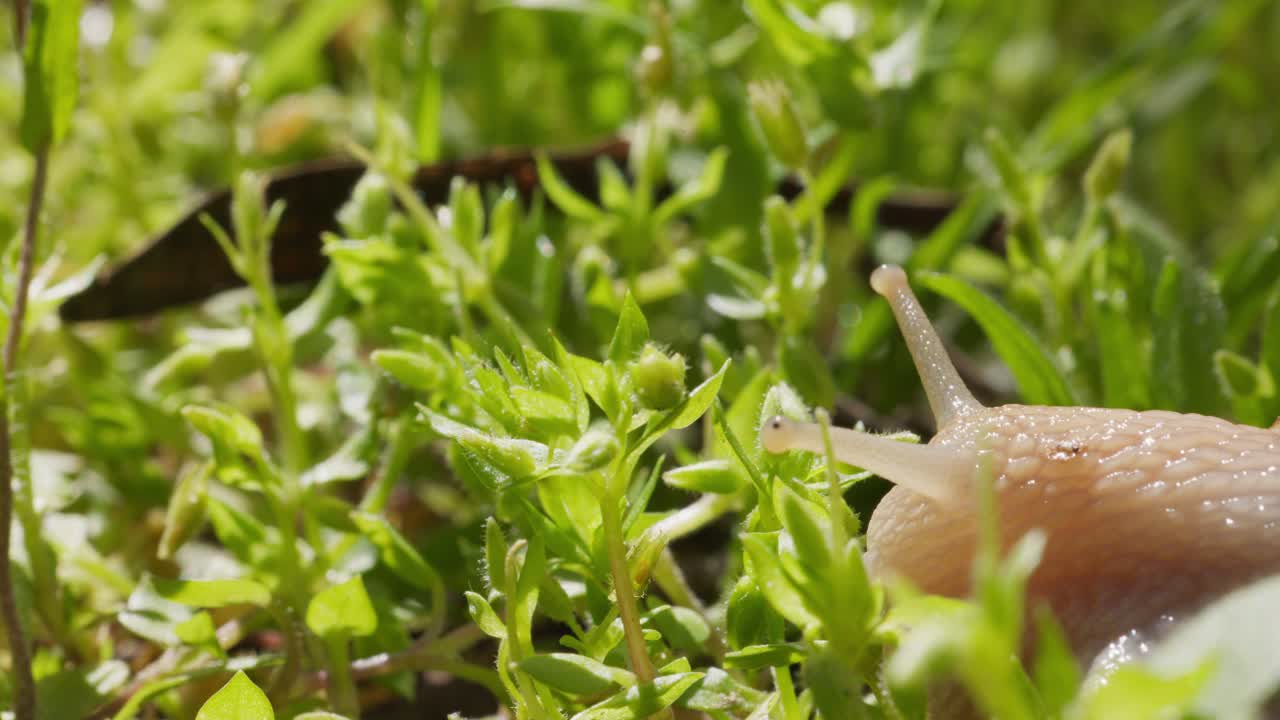 tentáculos de un caracol que se arrastra en el jardín de la naturaleza verde
