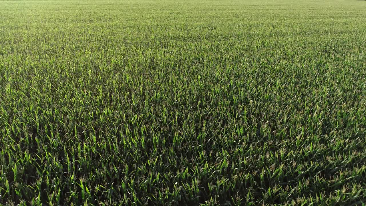 Flying low and slow over a cornfield in rural McKinney Texas agricultural farmland