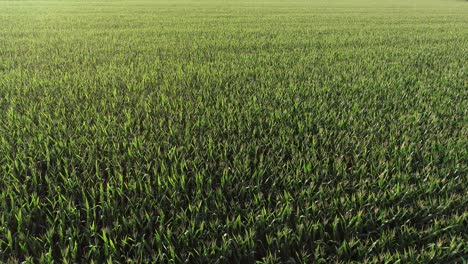 Volando-Bajo-Y-Lento-Sobre-Un-Campo-De-Maíz-En-Las-Tierras-Agrícolas-Rurales-De-Mckinney-Texas