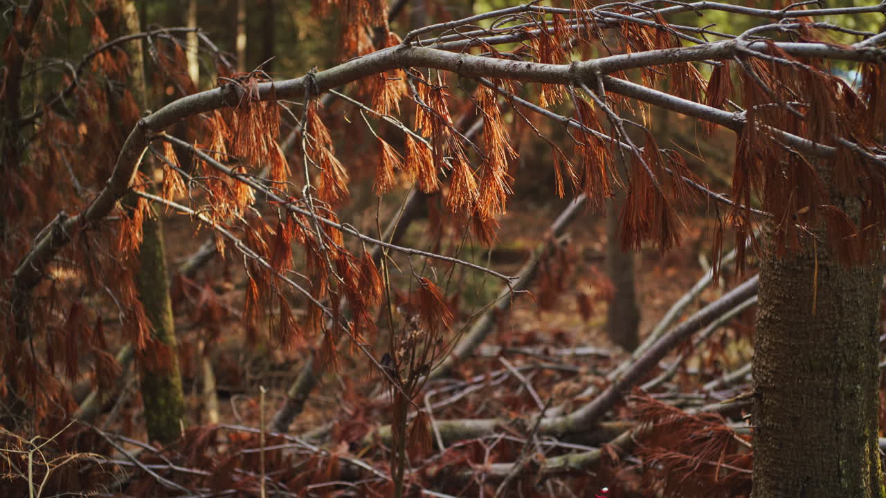 Handheld shot of pine tree that has died and turned brown