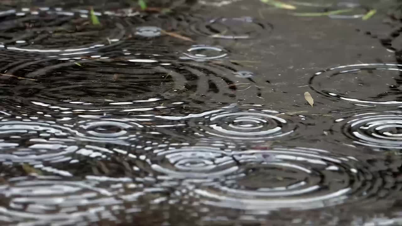 나무에서 방울이 아래의 물에 떨어지는 4k 영상
