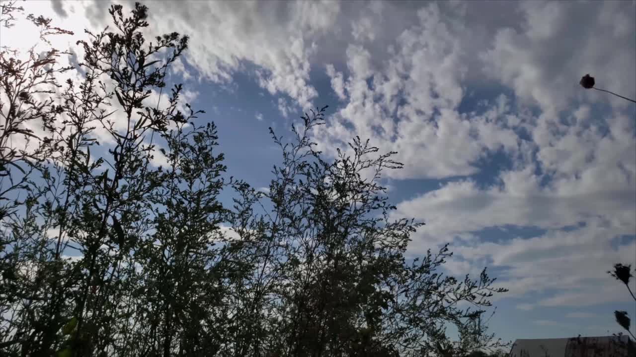 구름과 바람이 불는 날에 흔들리는 식물