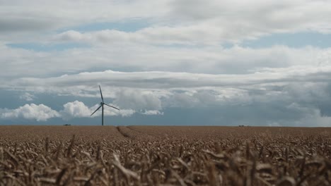 View-of-cereal-field-with-windmill-on-horizon-and-blue-sky