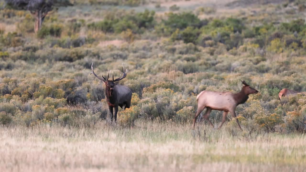alce toro en el otoño en montana