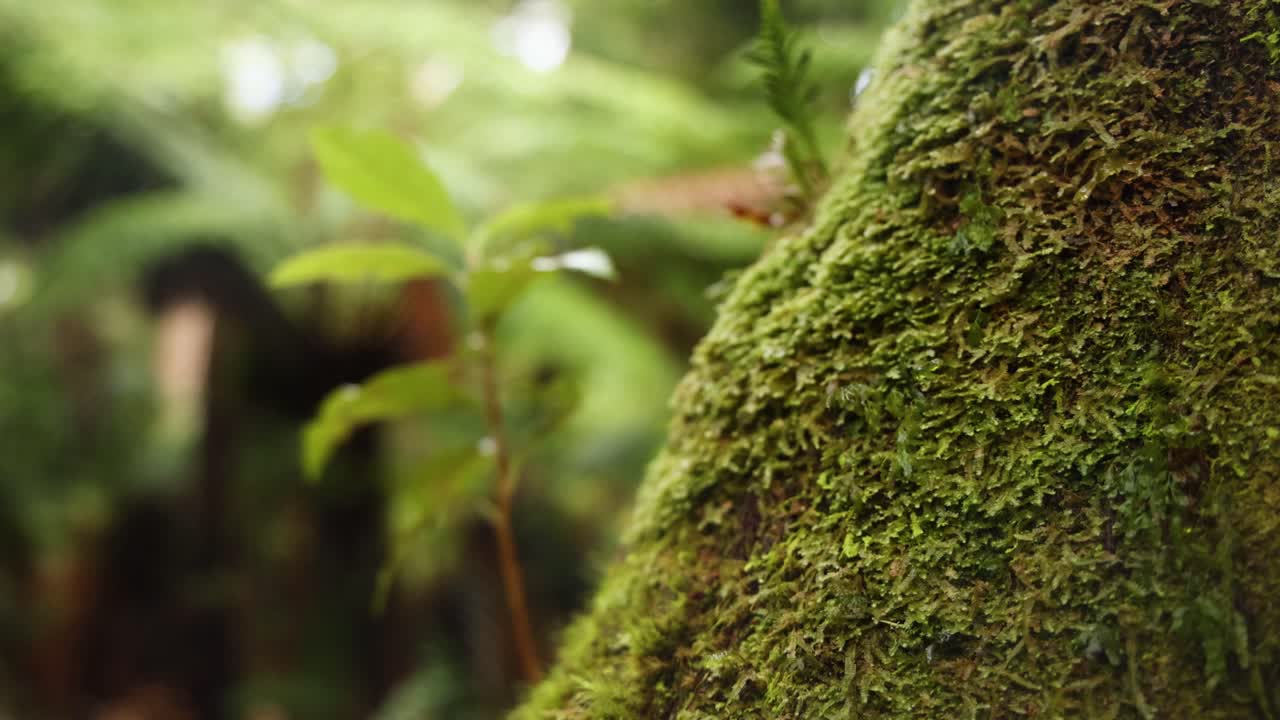Primo piano di un albero coperto di muschio in una foresta pluviale lussureggiante