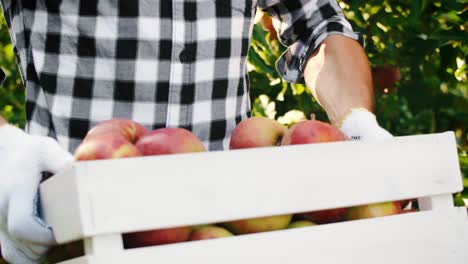 man carrying a full crate of organic apples