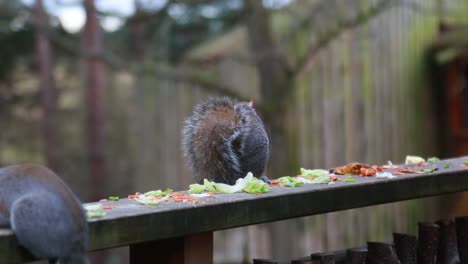 a close-up of a squirrel eating some leftover food-3