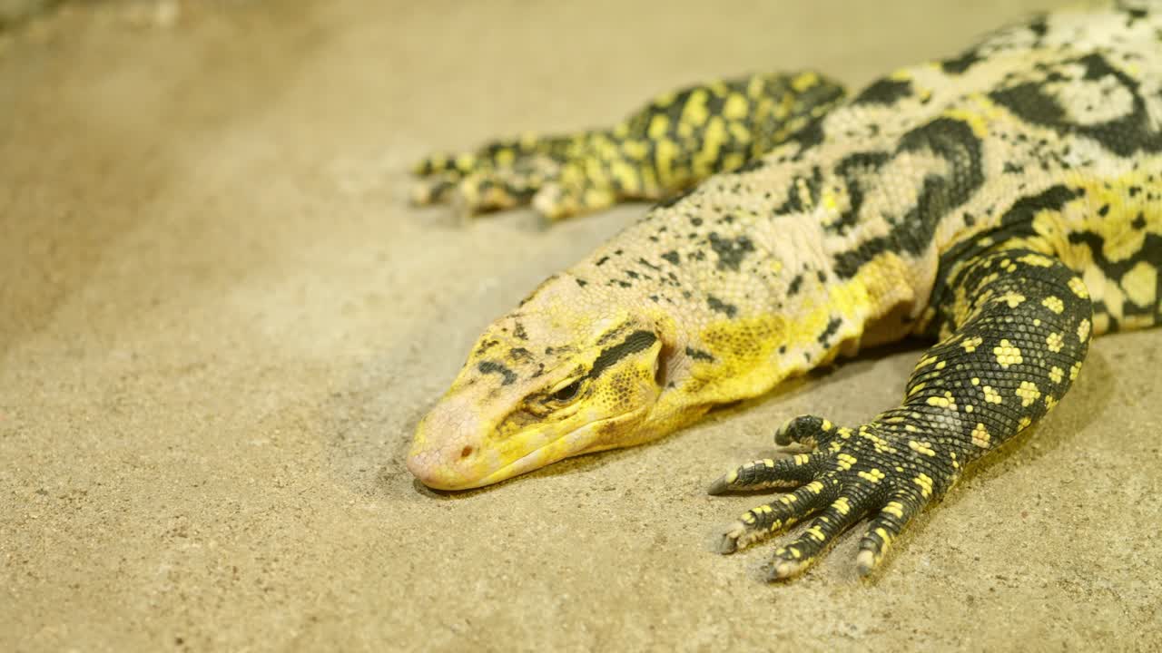 Yellow headed water monitor resting on sand in terrarium