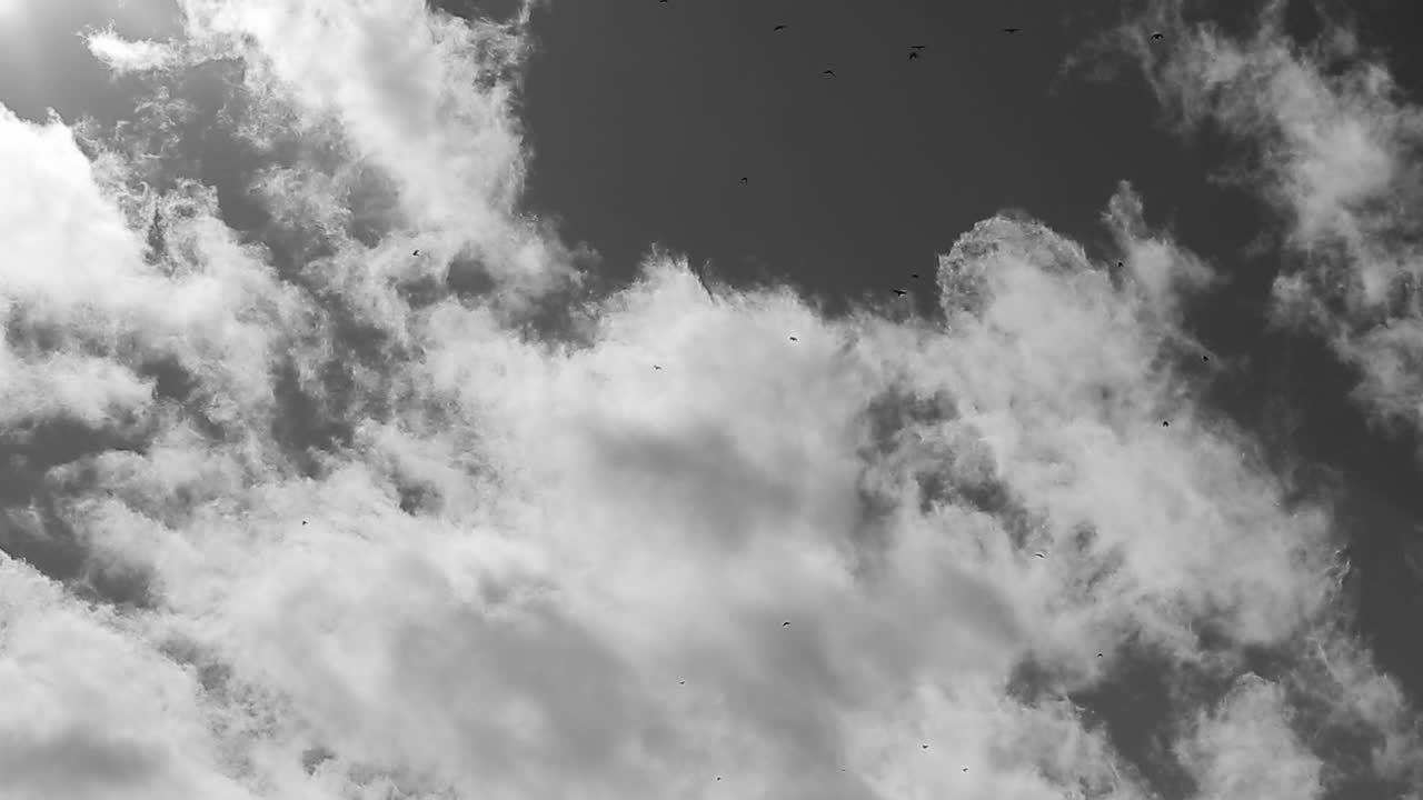 Black and white footage shot in camera of a group of birds flying past the sun. Set in Colorado during the beautfiul winter.