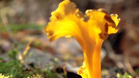 hongos de otoño en el bosque luz del sol en el bosque